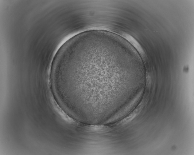 X0000097621052200803141958