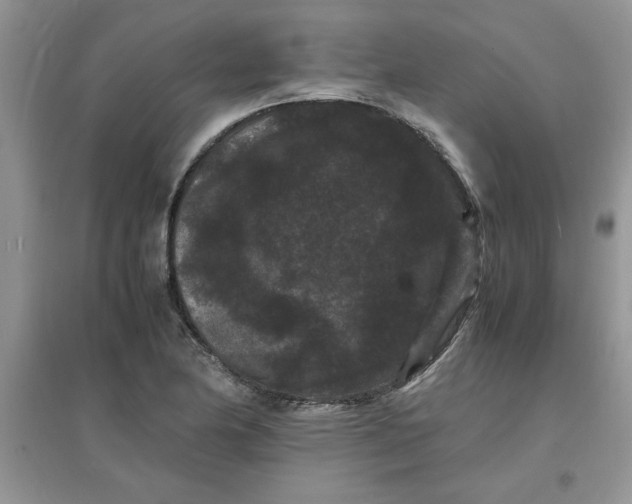 X0000097621174200803141955