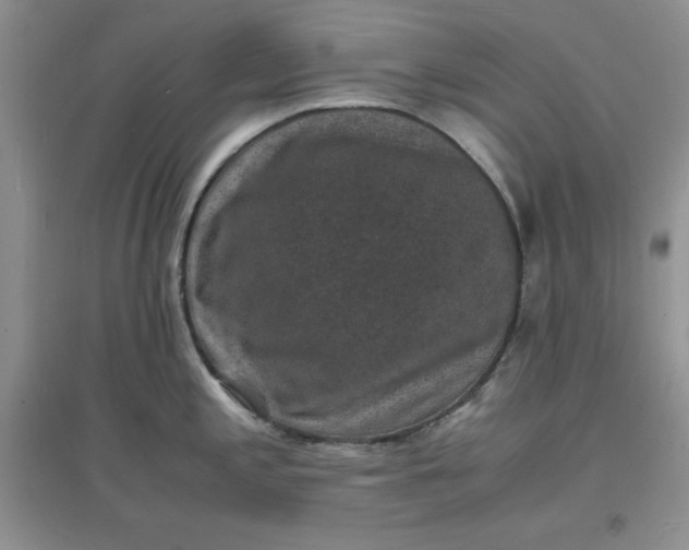X0000097621197200803141955