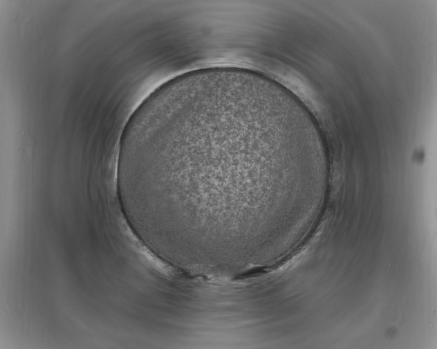 X0000097621228200803141955