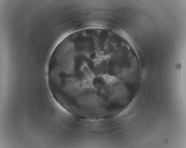 X0000097621243200803141955