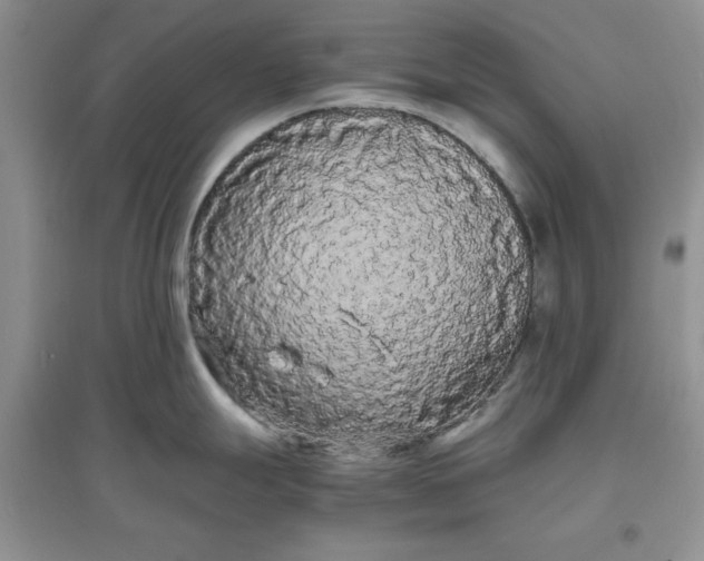 X0000097621247200803141955