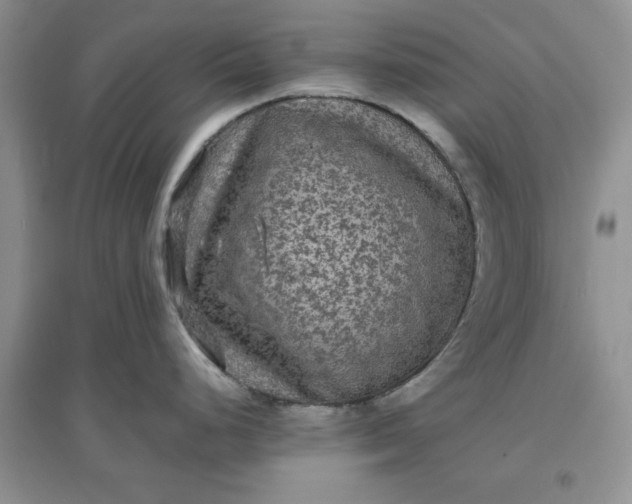 X0000097621248200803141955