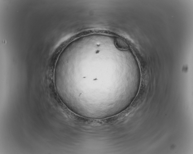 X0000097621255200803141954
