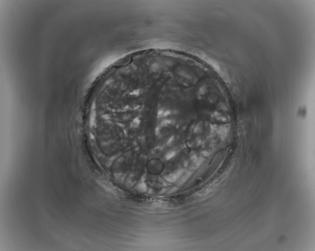 X0000097621263200803141954