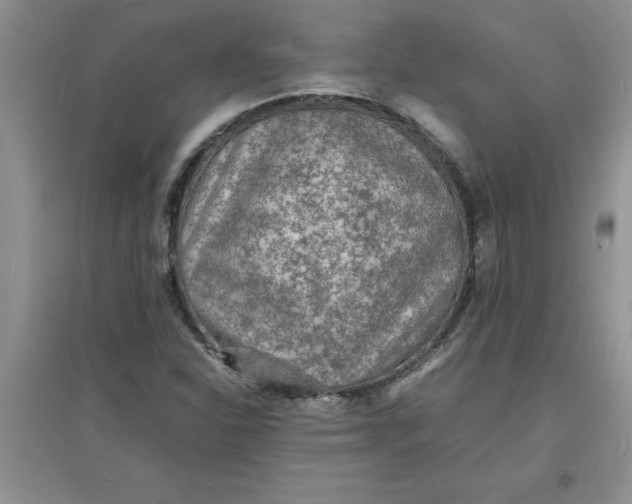X0000097621310200803141953