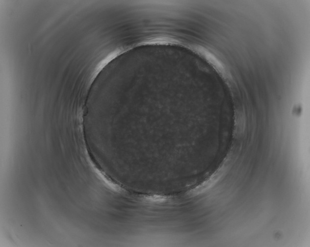 X0000097621329200803141953