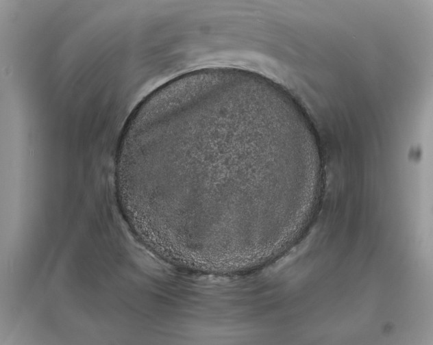 X0000097621505200803141950