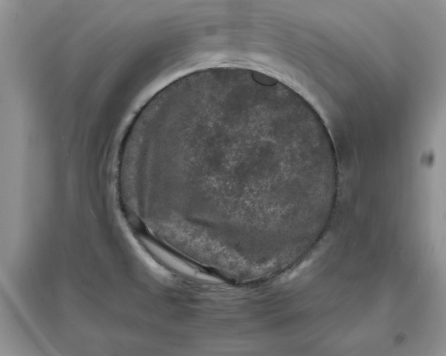 X0000097621525200803141950