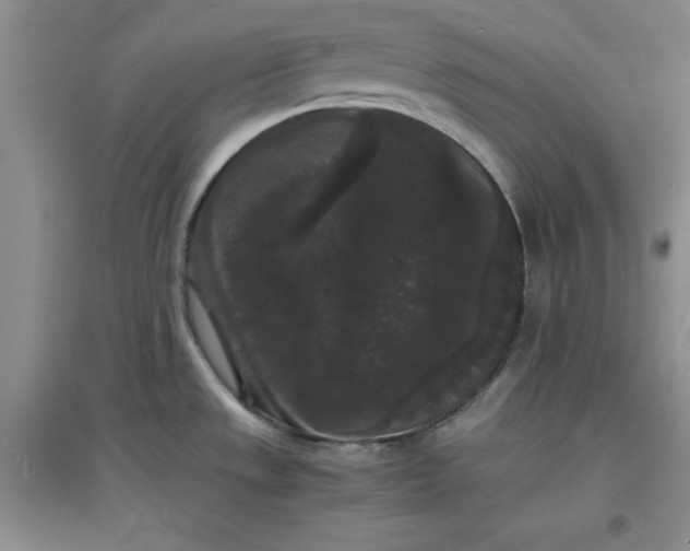 X0000097621533200803141950