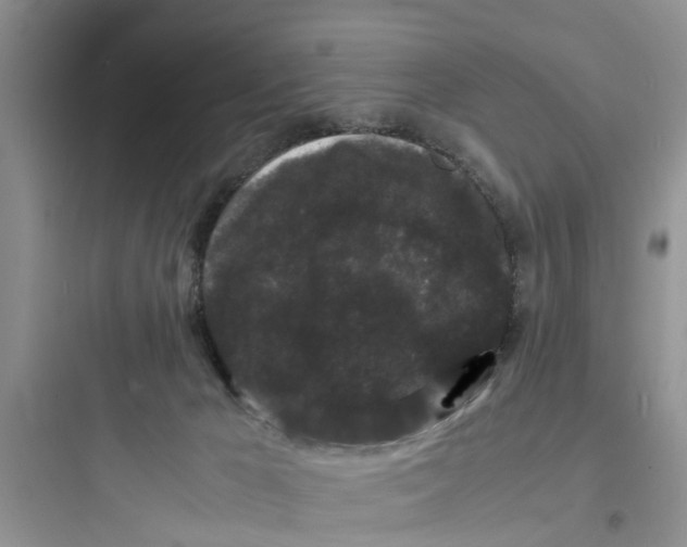 X0000097620029200803211756