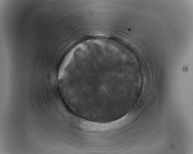 X0000097620048200803211756