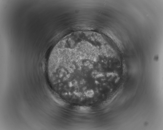 X0000097620165200803211754