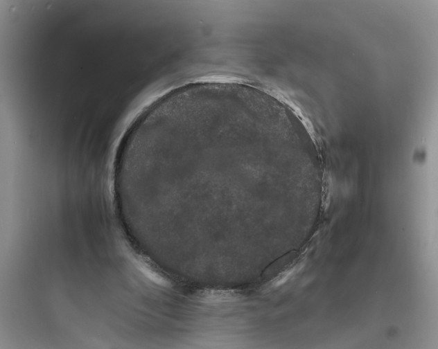 X0000097620296200803211752