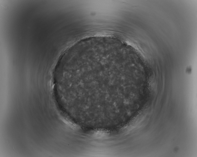 X0000097620303200803211752