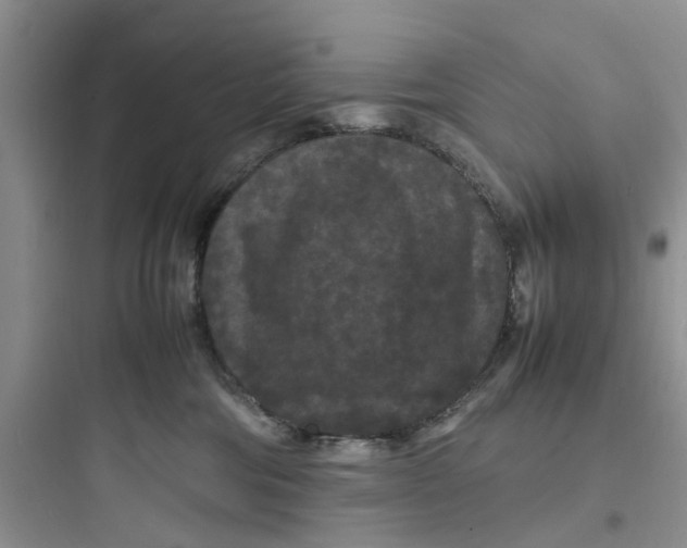 X0000097620330200803211751