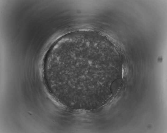 X0000097620339200803211751