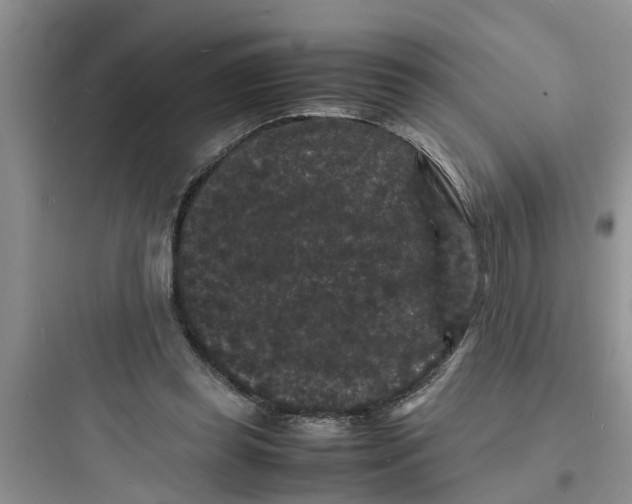 X0000097620349200803211751
