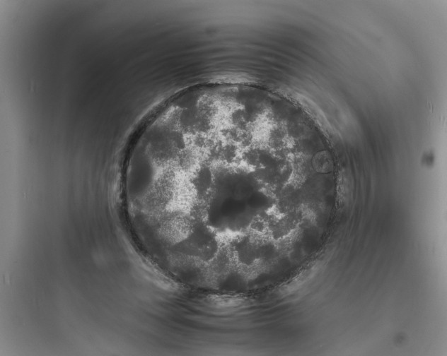 X0000097620351200803211751
