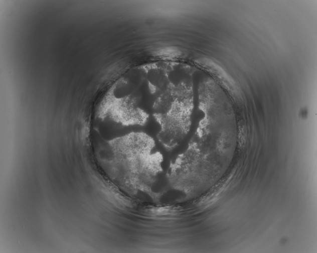 X0000097620365200803211751