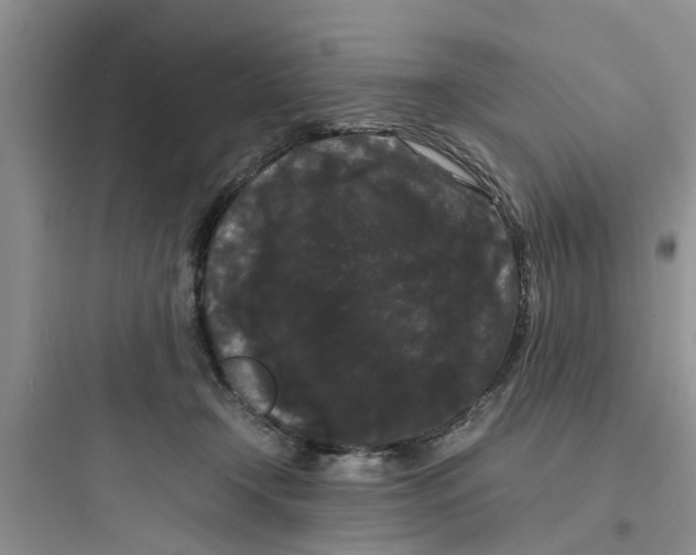 X0000097620366200803211751