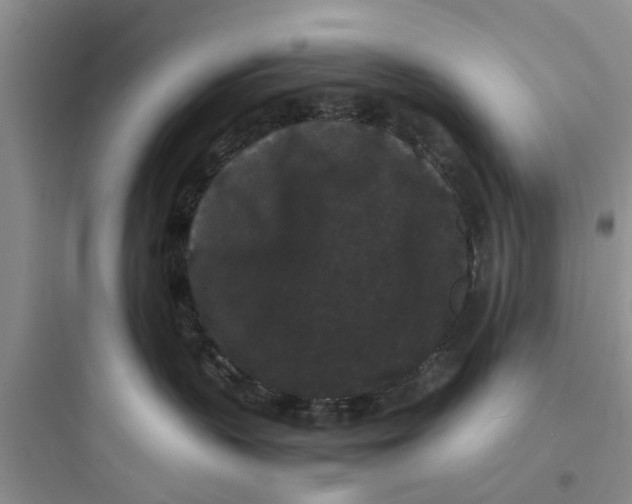 X0000097620383200803211751