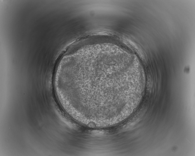 X0000097620394200803211750