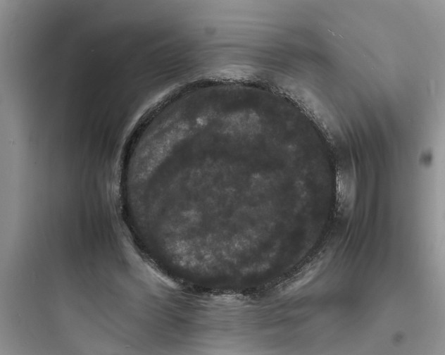 X0000097620396200803211750