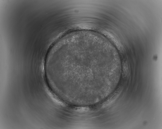 X0000097620398200803211750