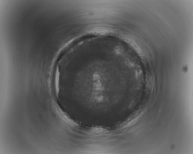 X0000097620399200803211750