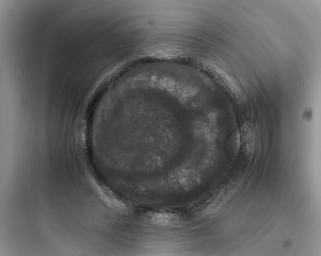 X0000097620400200803211750