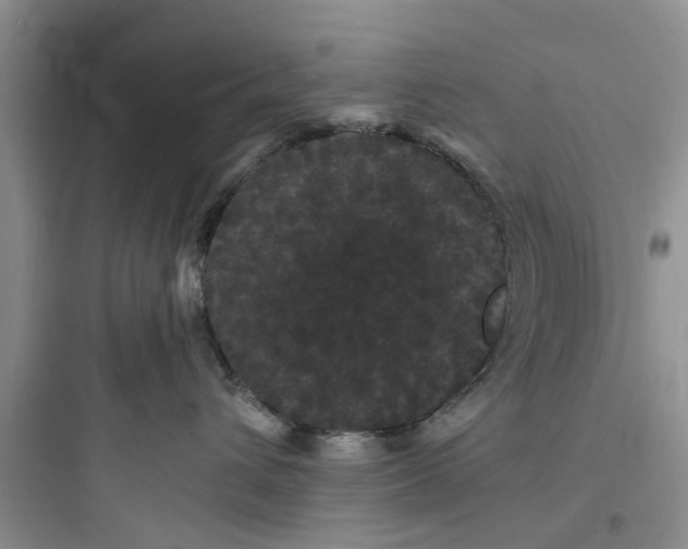 X0000097620432200803211750