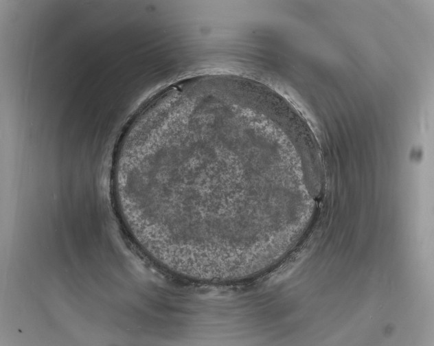 X0000097620434200803211749