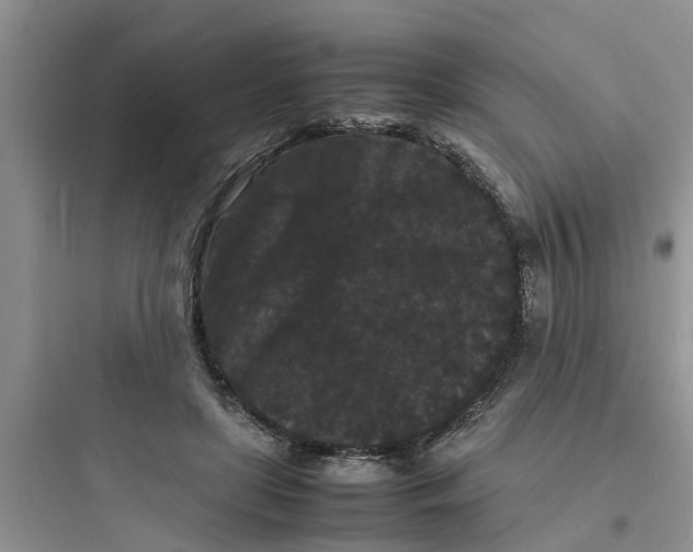 X0000097620451200803211749