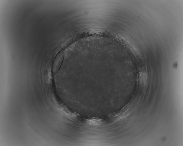 X0000097620508200803211749