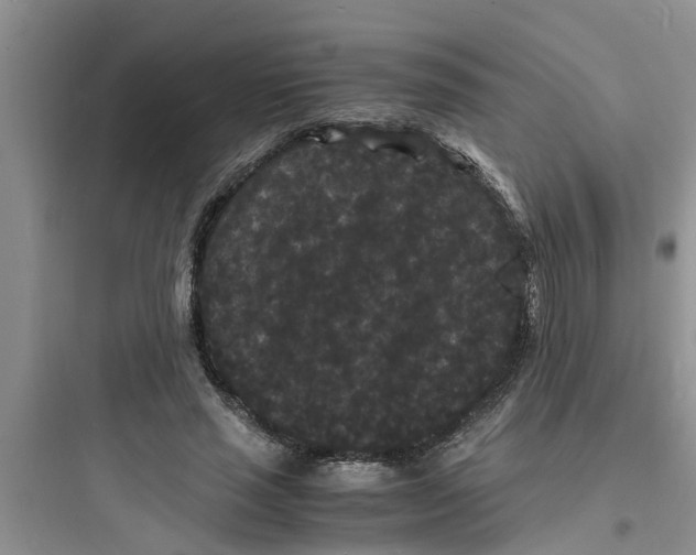 X0000097620637200803211746
