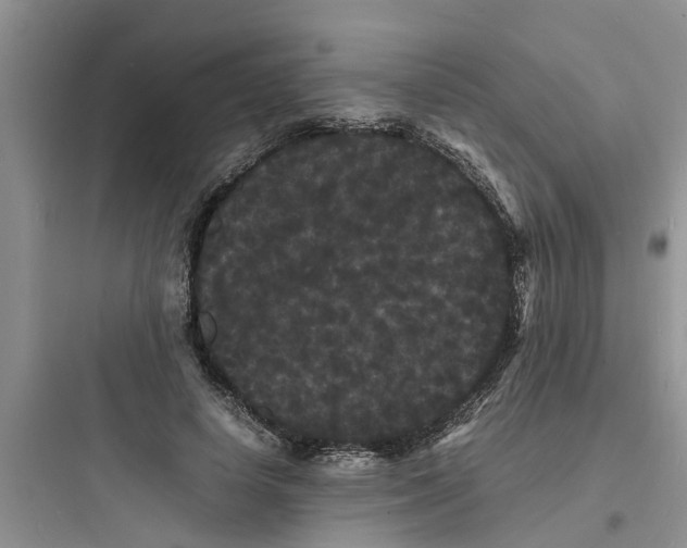 X0000097620642200803211746