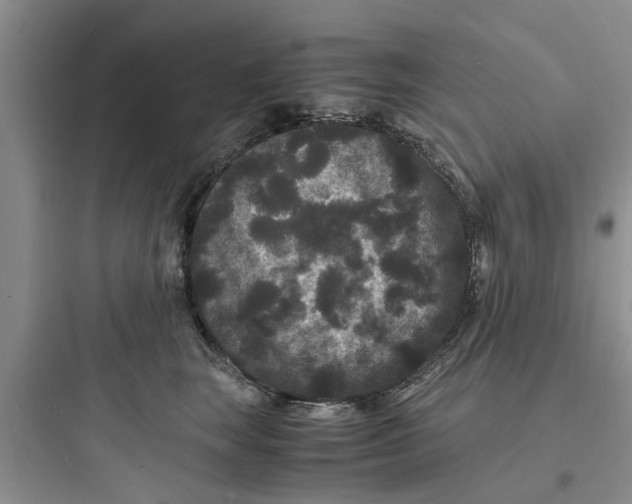 X0000097620663200803211747