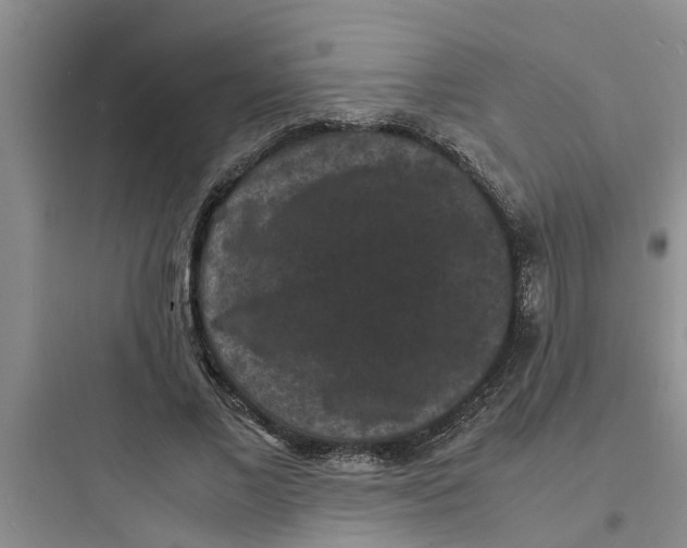 X0000097620685200803211746