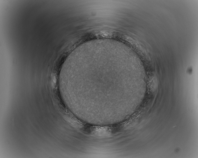 X0000097620709200803211745