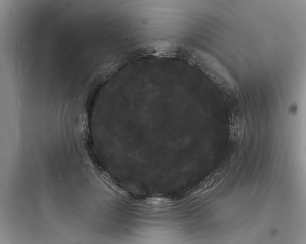 X0000097620748200803211745