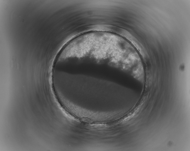 X0000097620853200803211744