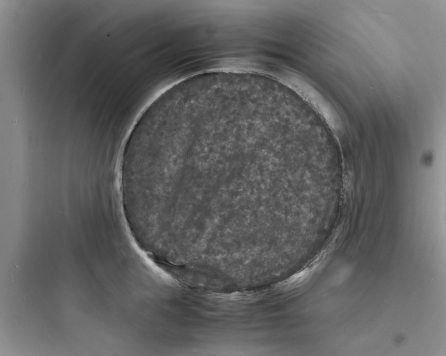 X0000097620855200803211744