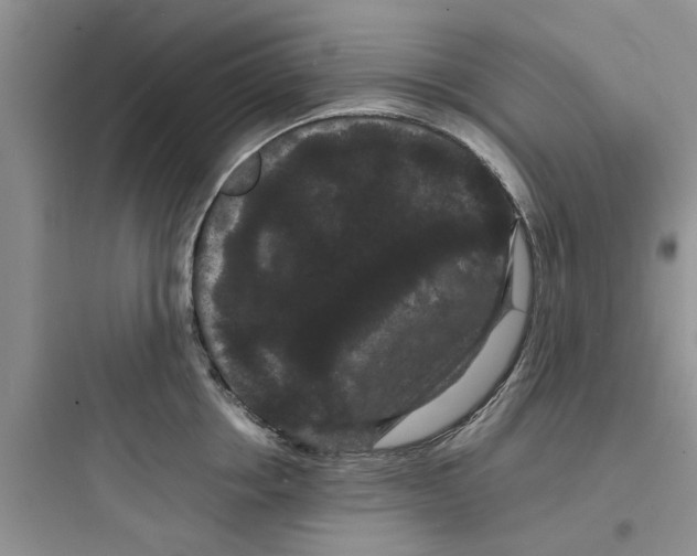 X0000097620858200803211744
