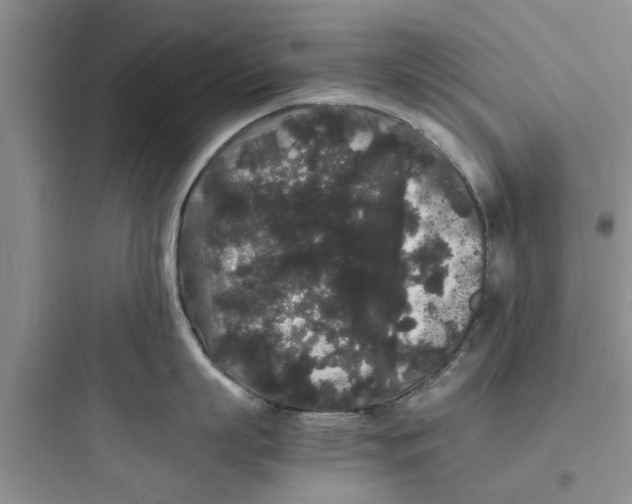X0000097620863200803211744