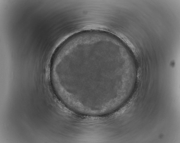 X0000097620877200803211743