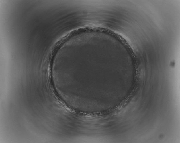 X0000097620919200803211742