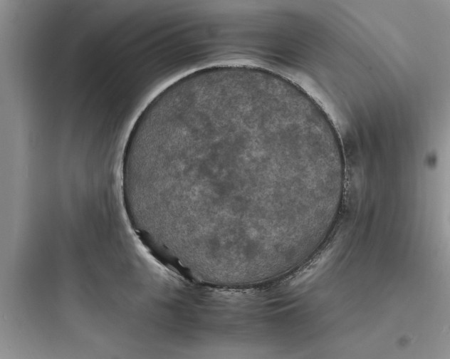 X0000097620951200803211742
