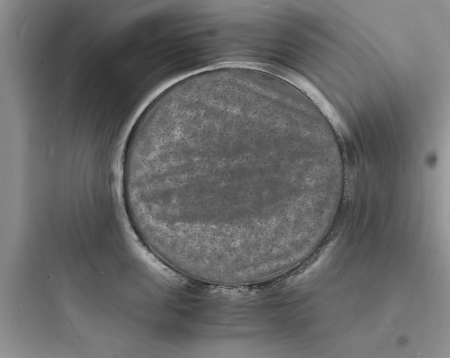 X0000097620955200803211742