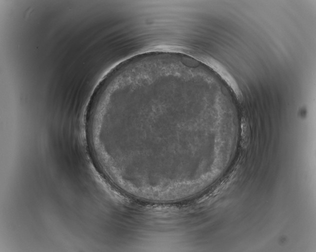 X0000097620972200803211741